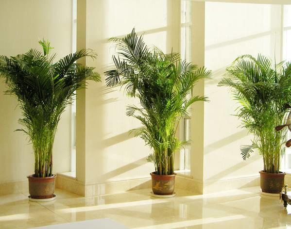 18 种连 NASA 都认可「最能净化室内空气」的植物