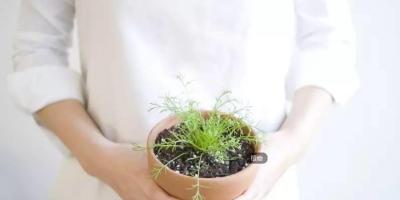 18 种连 NASA 都认可「最能净化室内空气」的植物