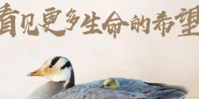 海康威视首支生态纪录片发布，携手绿色江河升级斑头雁守护
